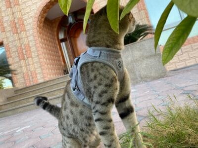 Savannah Cat F6
