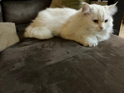 Persian Cat Female for adoption