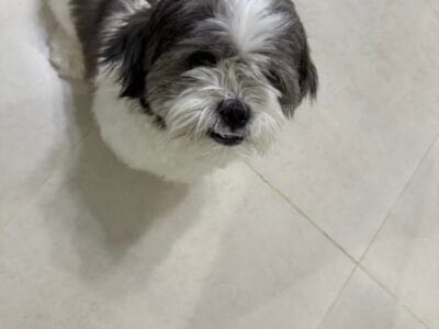 Havanese Female for adoption