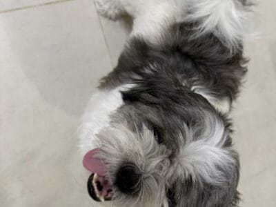 Havanese Female for adoption
