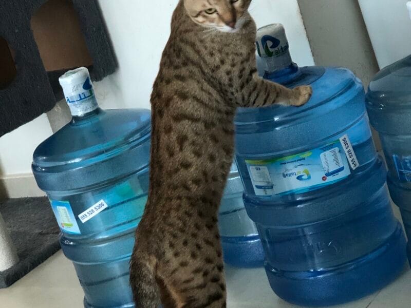 Savannah Cat F6