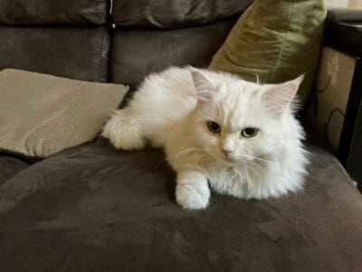 Persian Cat Female for adoption