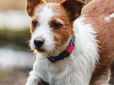 SPORN Identification Collar Small – Dog Tag, Dog Collar with built-in ID