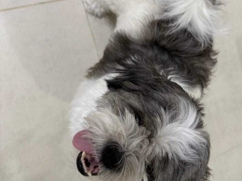 Havanese Female for adoption