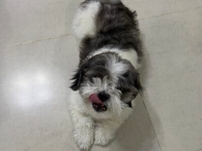 Havanese Female for adoption