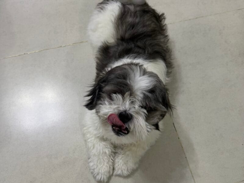 Havanese Female for adoption