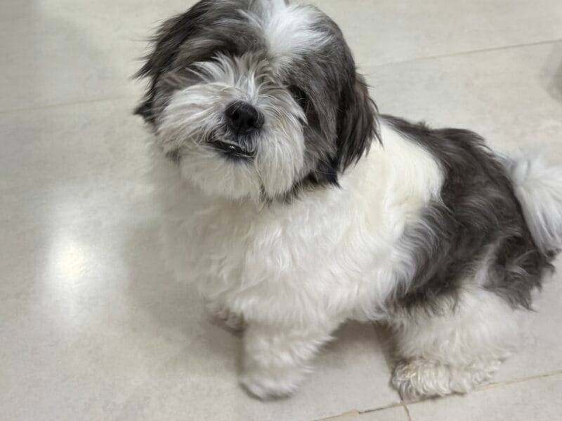 Havanese Female for adoption