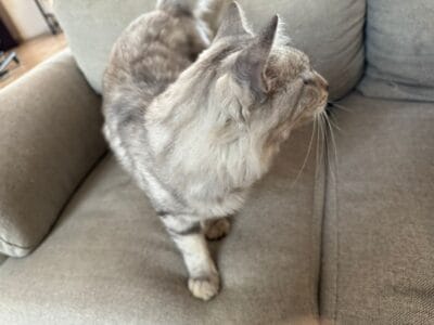 Cat with marble texture grey and black male