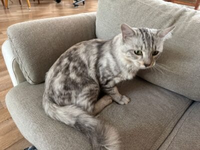 Cat with marble texture grey and black male