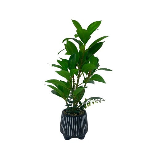 Plant – ZZ Plant w/Black & White Striped Pot MEDIUM