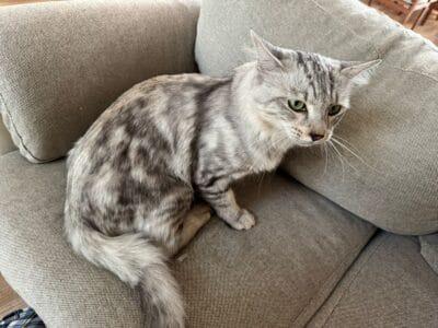 Cat with marble texture grey and black male