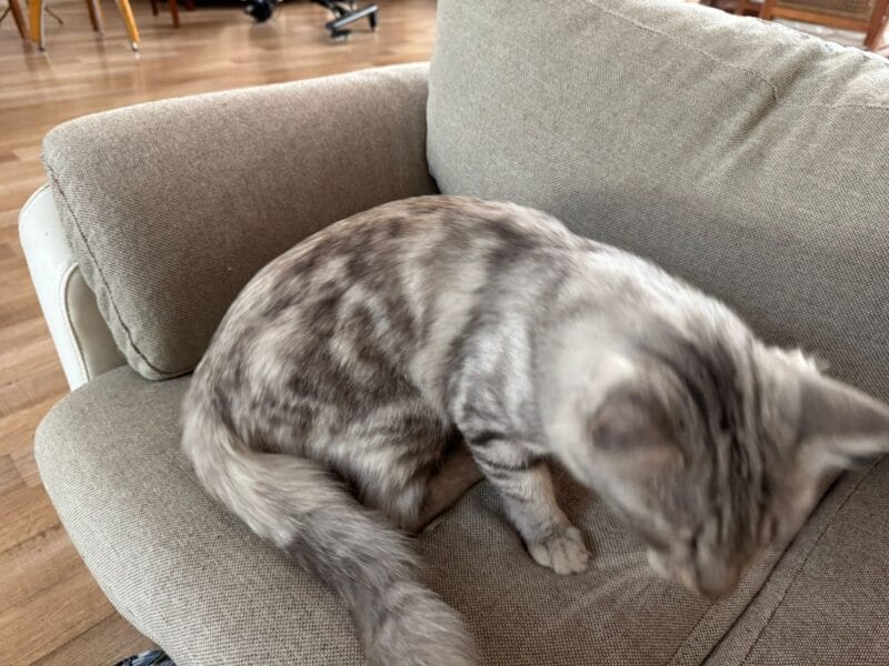 Cat with marble texture grey and black male