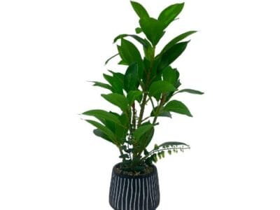 Plant – ZZ Plant w/Black & White Striped Pot MEDIUM
