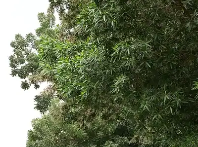 1996 Toyota Supra Premium 6 Cylinders Engine White Black Sports Car