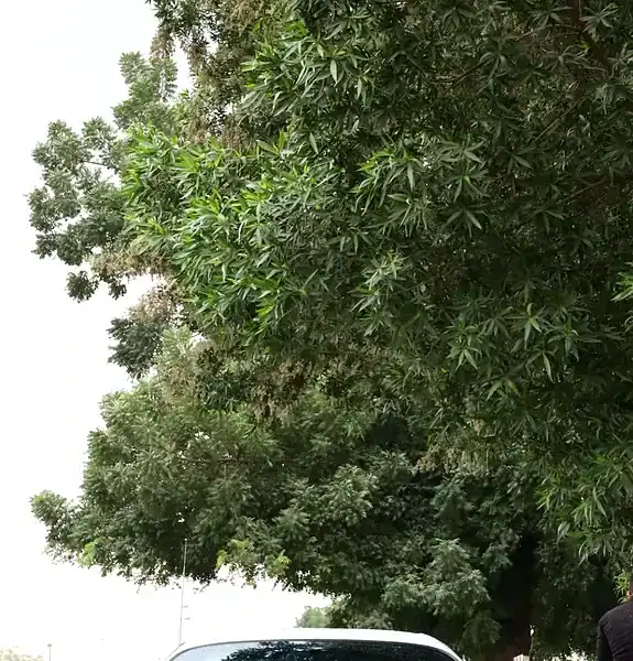 1996 Toyota Supra Premium 6 Cylinders Engine White Black Sports Car